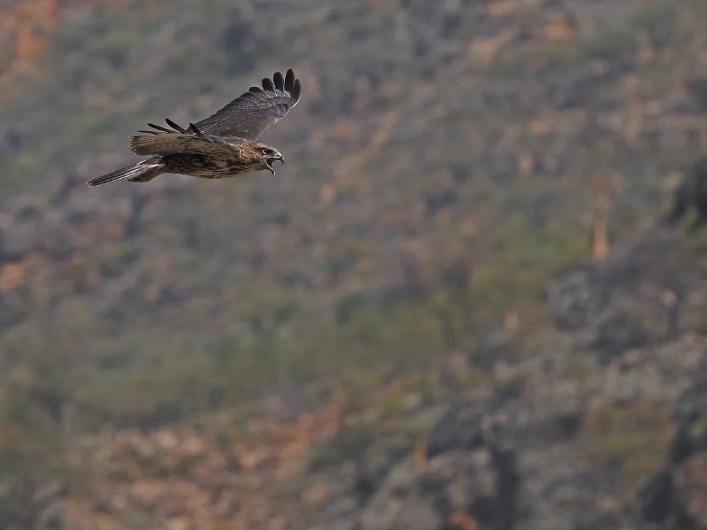 索岛鵟(Buteo socotraensis)