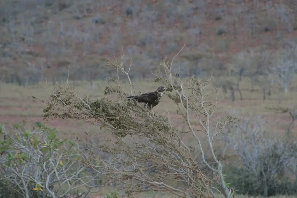 索岛鵟(Buteo socotraensis)