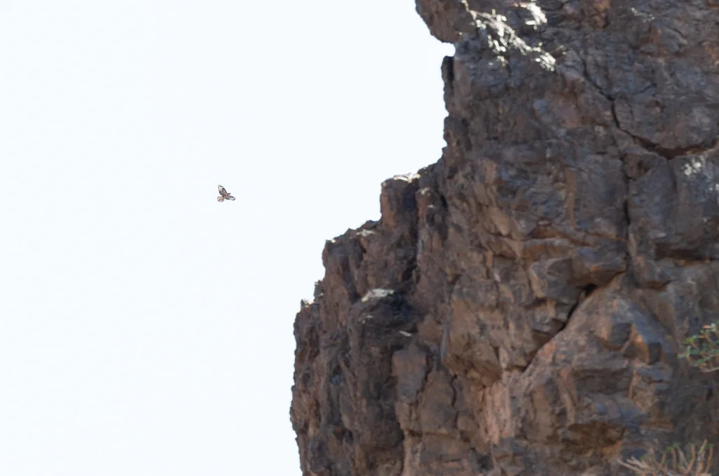 索岛鵟(Buteo socotraensis)