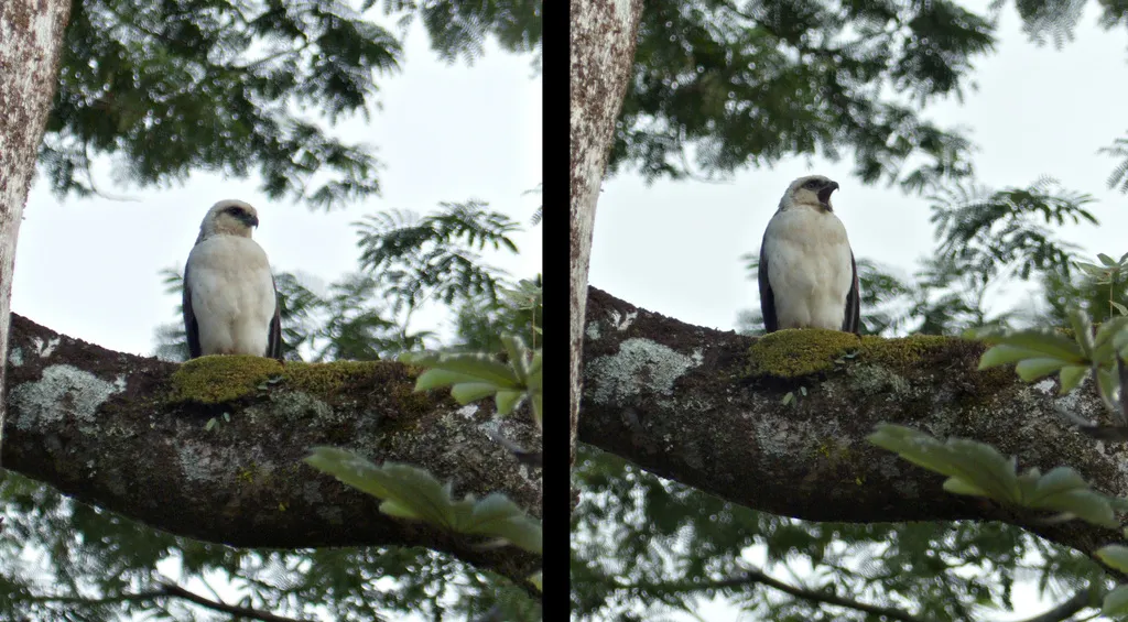 夏威夷鵟(Buteo solitarius)