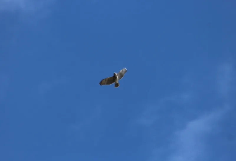 夏威夷鵟(Buteo solitarius)