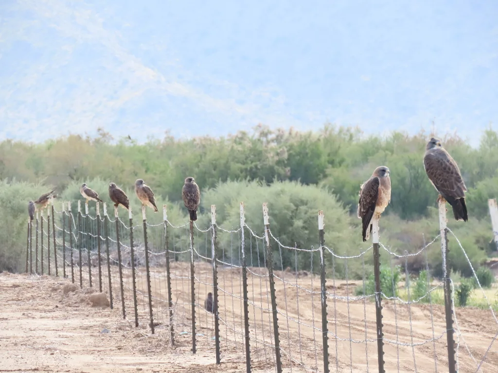 斯氏鵟(Buteo swainsoni)