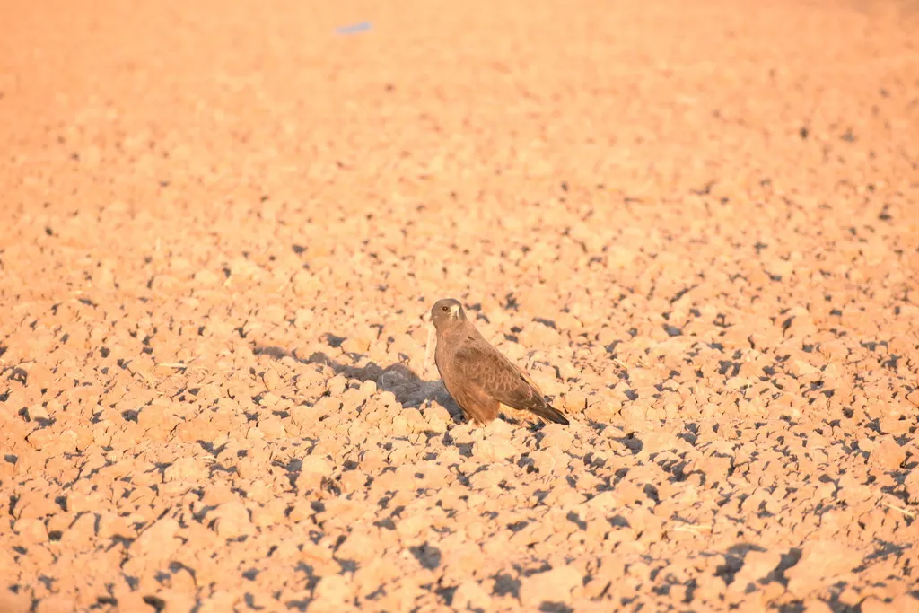 斯氏鵟(Buteo swainsoni)
