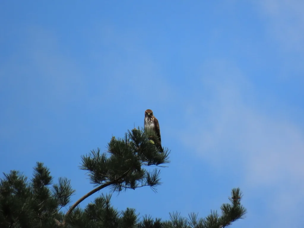林鵟(Buteo trizonatus)