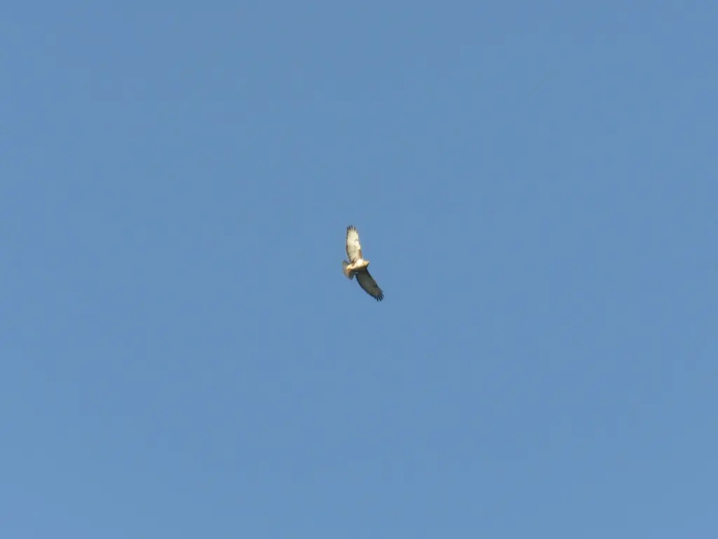 林鵟(Buteo trizonatus)