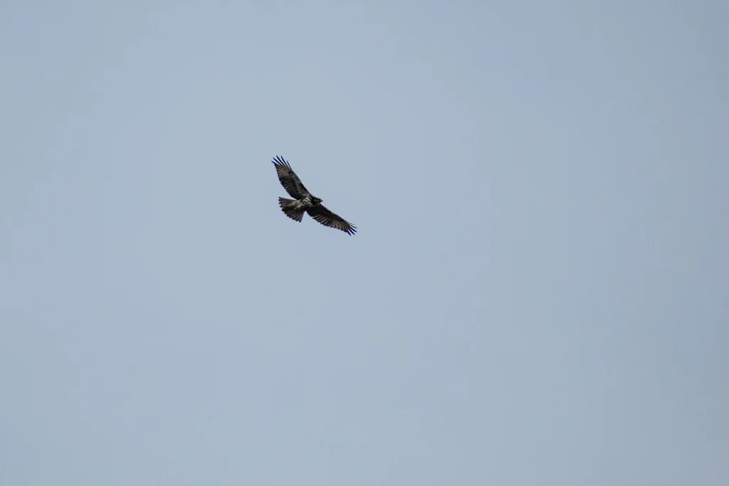 美洲棕尾鵟(Buteo ventralis)