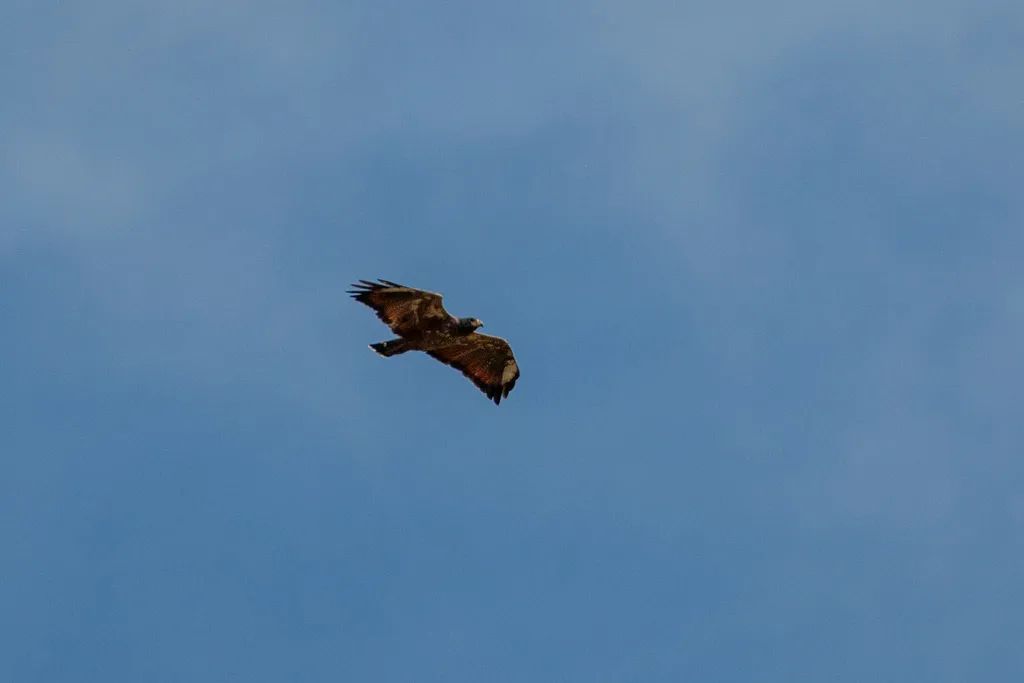 棕鸡鵟(Buteogallus aequinoctialis)