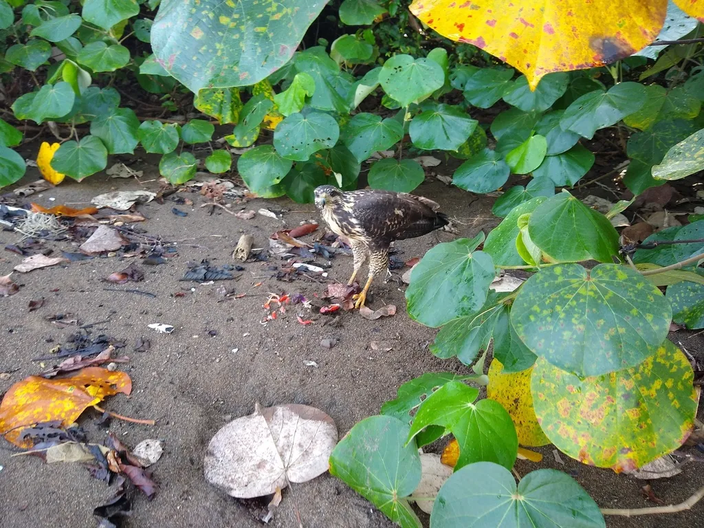 黑鸡鵟(Buteogallus anthracinus)