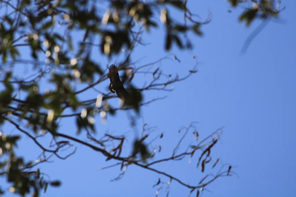 黑鸡鵟(Buteogallus anthracinus)