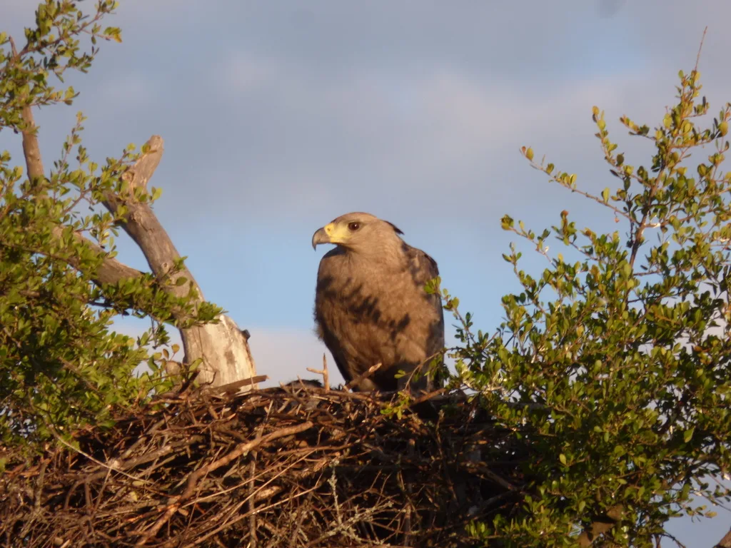 冕雕(Buteogallus coronatus)