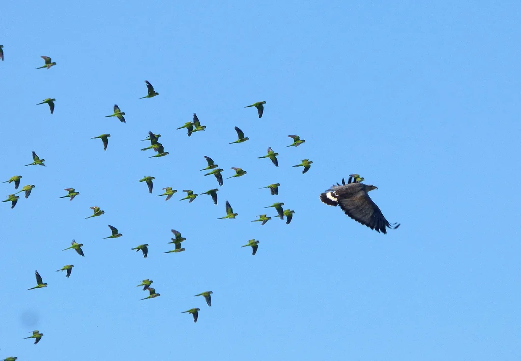 冕雕(Buteogallus coronatus)