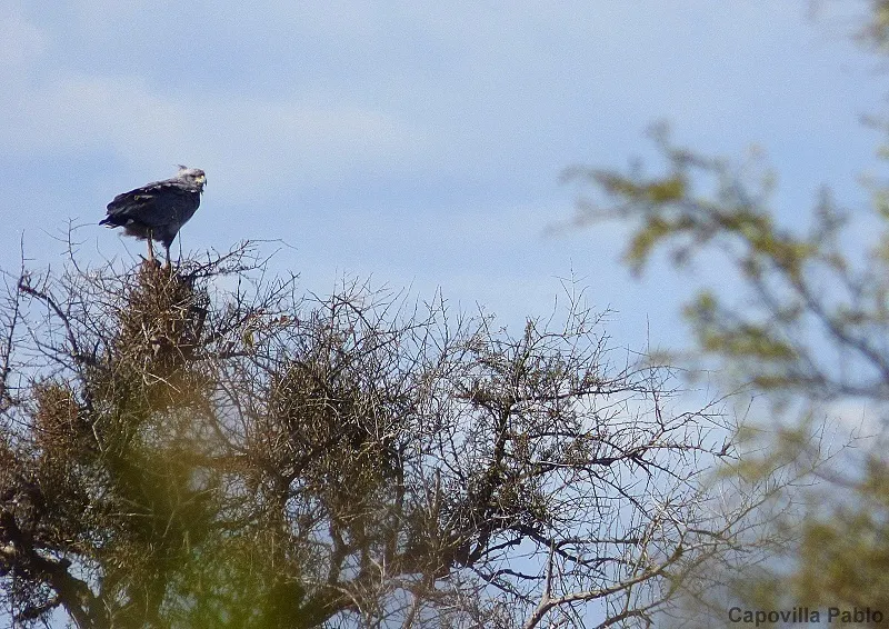 冕雕(Buteogallus coronatus)