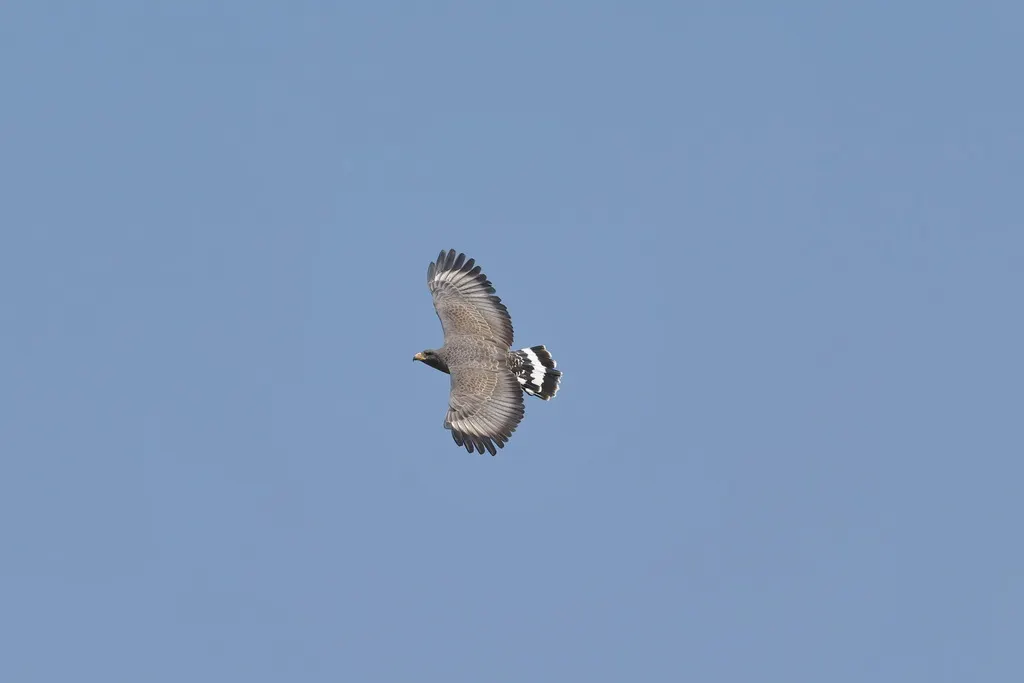 古巴鸡鵟(Buteogallus gundlachii)