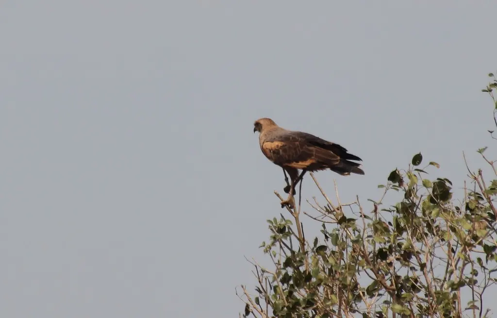 草原鸡鵟(Buteogallus meridionalis)