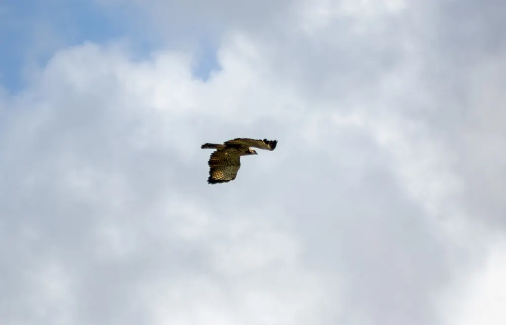 草原鸡鵟(Buteogallus meridionalis)