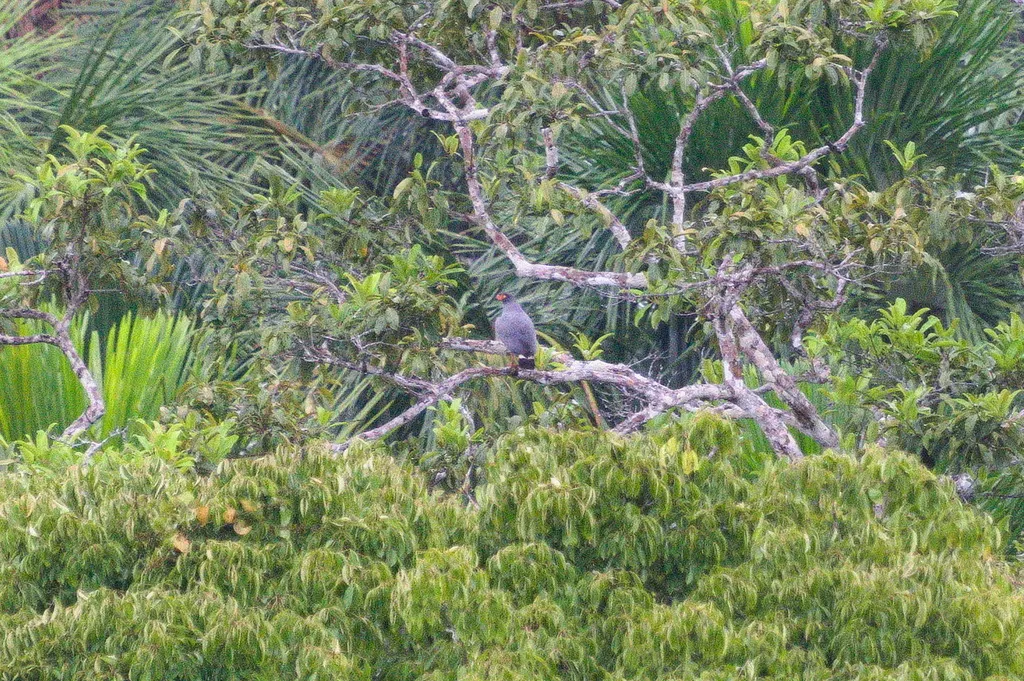 青灰南美鵟(Buteogallus schistaceus)