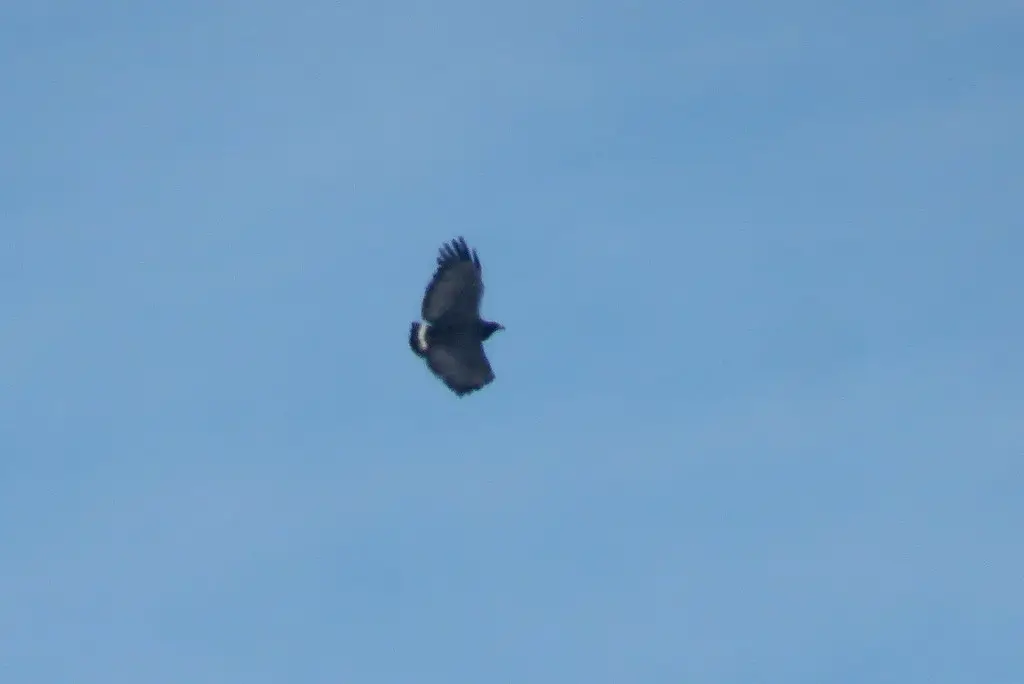 孤冕雕(Buteogallus solitarius)