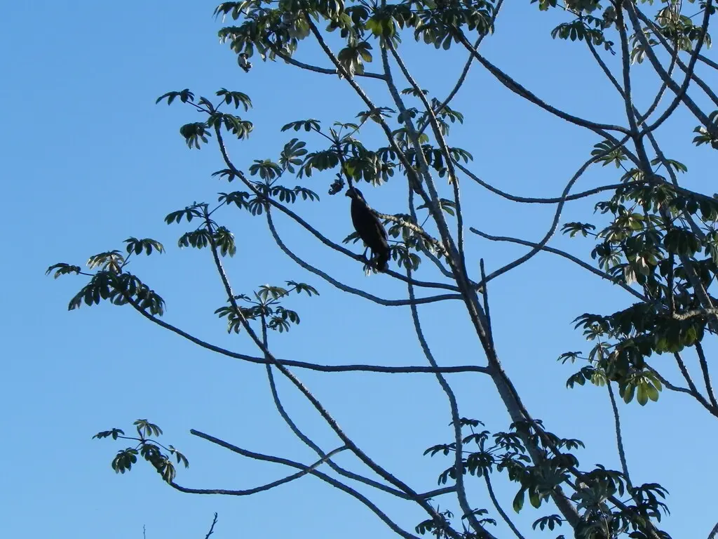 大黑鸡鵟(Buteogallus urubitinga)