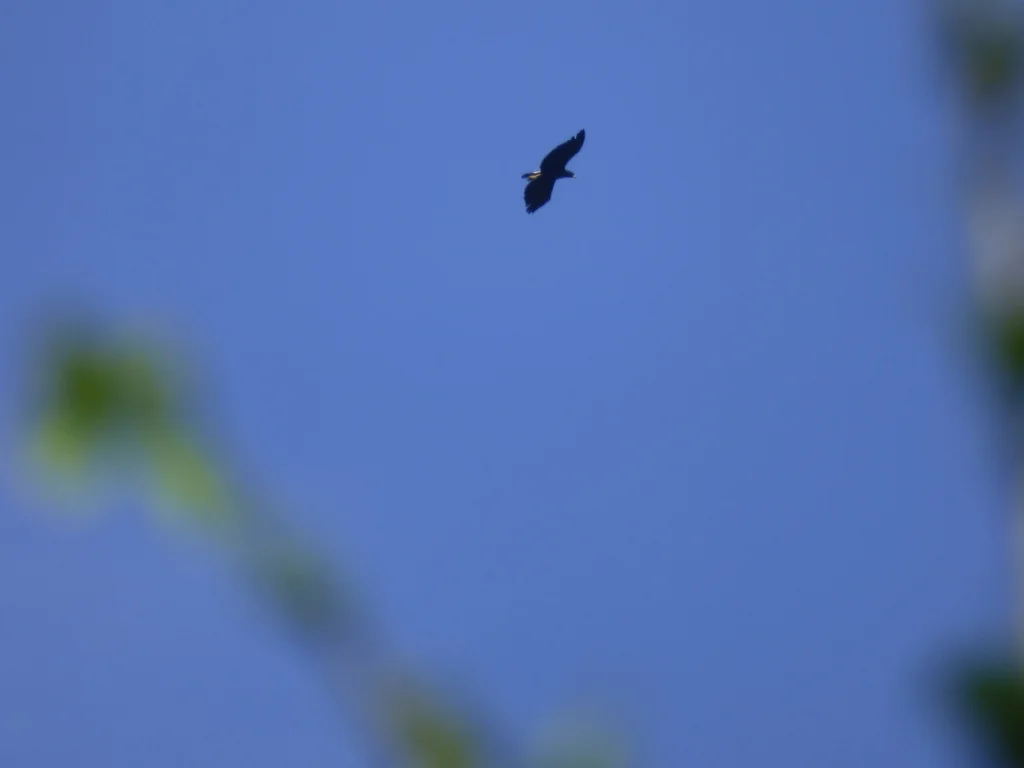 大黑鸡鵟(Buteogallus urubitinga)