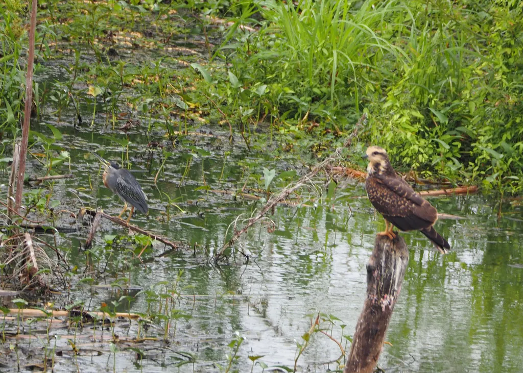 南美绿鹭(Butorides striata)