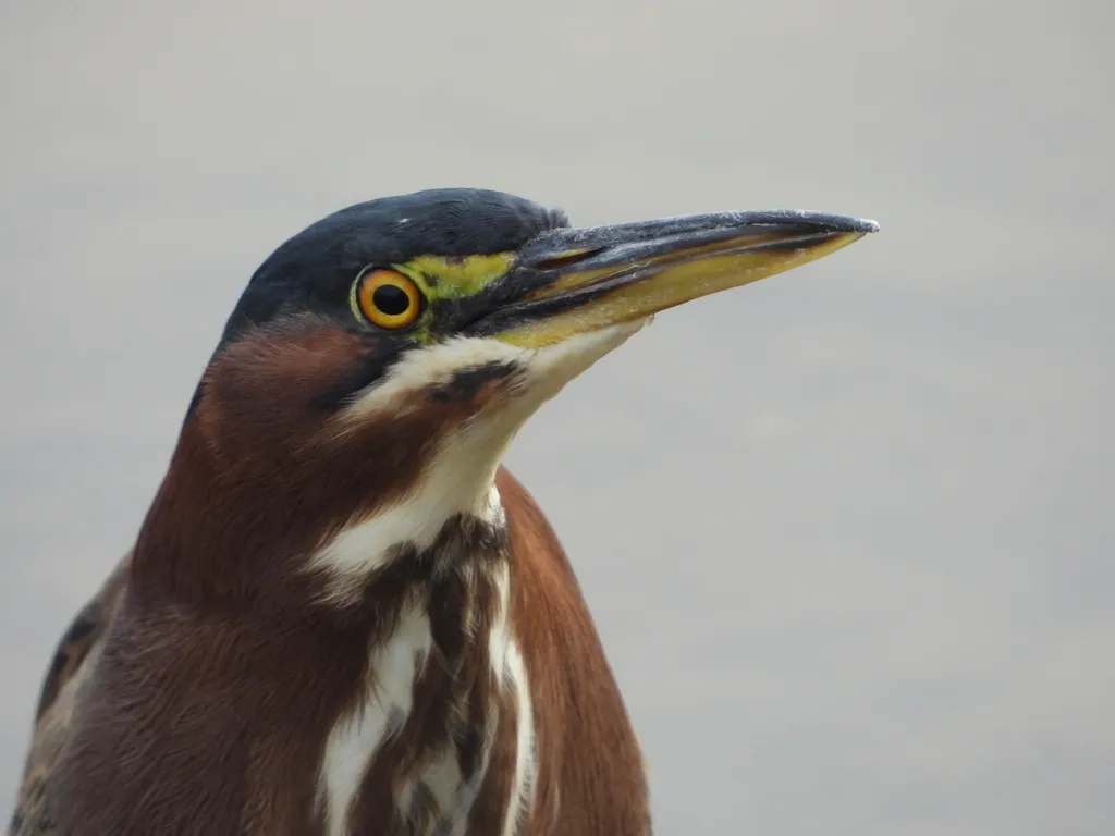 北美绿鹭(Butorides virescens)
