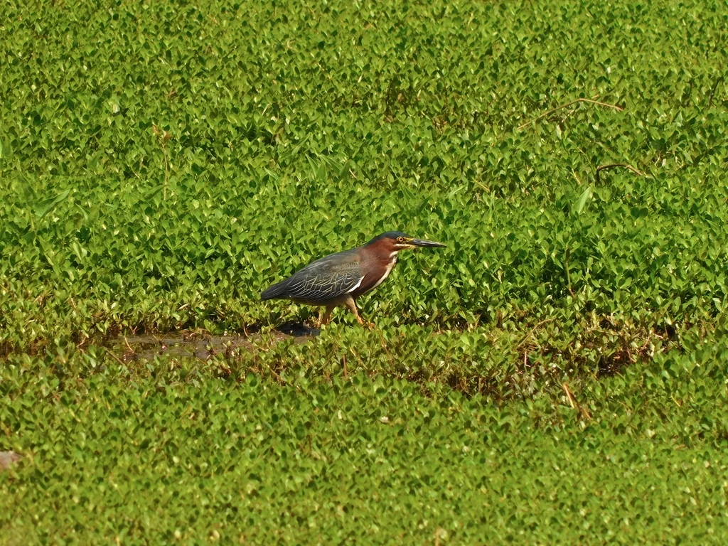北美绿鹭(Butorides virescens)