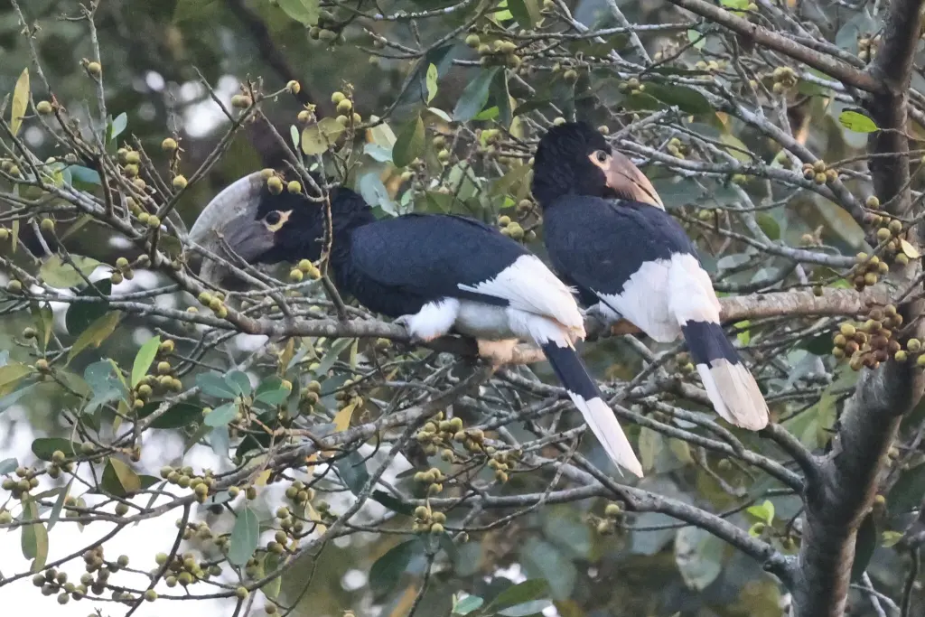 褐颊噪犀鸟(Bycanistes cylindricus)