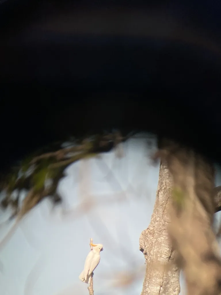橘冠凤头鹦鹉(Cacatua citrinocristata)