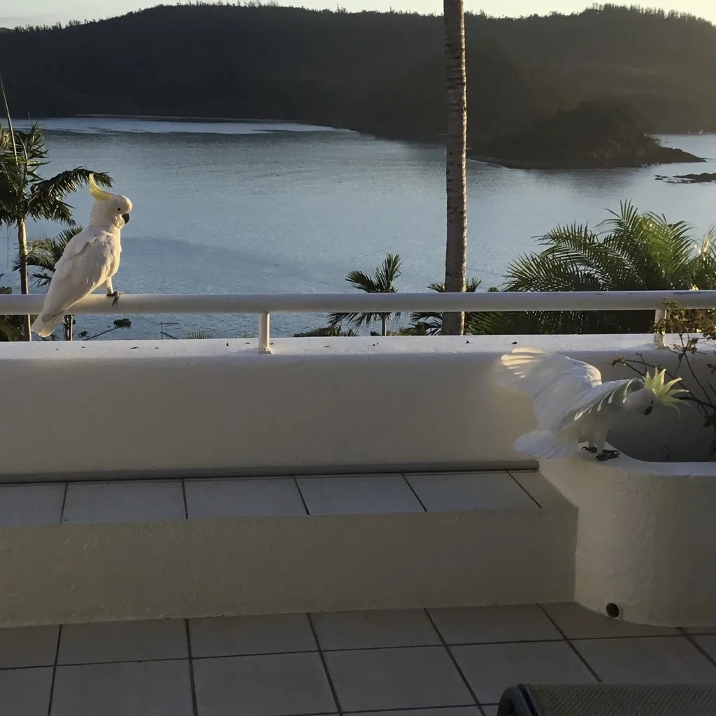 葵花鹦鹉（Cacatua galerita）