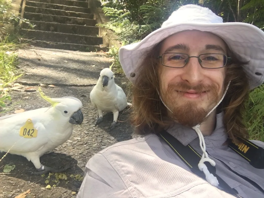 葵花鹦鹉（Cacatua galerita）