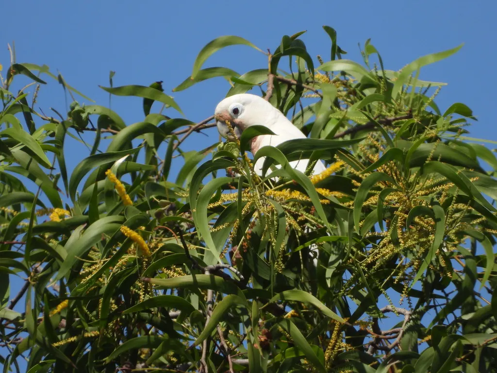 戈氏凤头鹦鹉(Cacatua goffiniana)