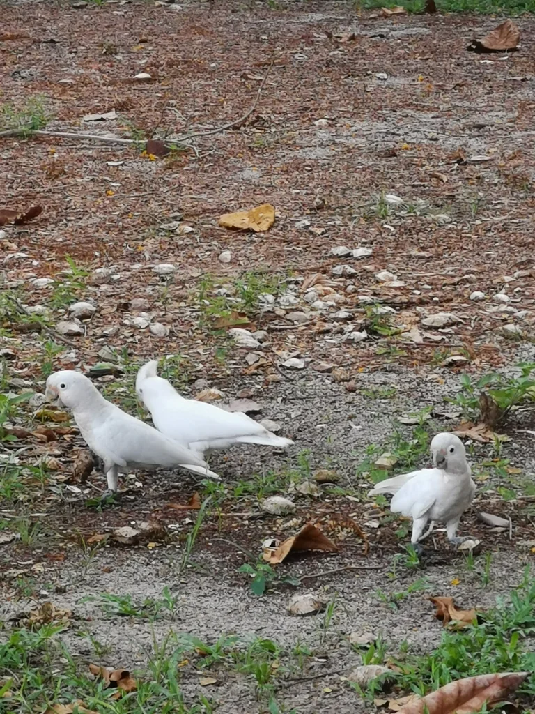 戈氏凤头鹦鹉(Cacatua goffiniana)