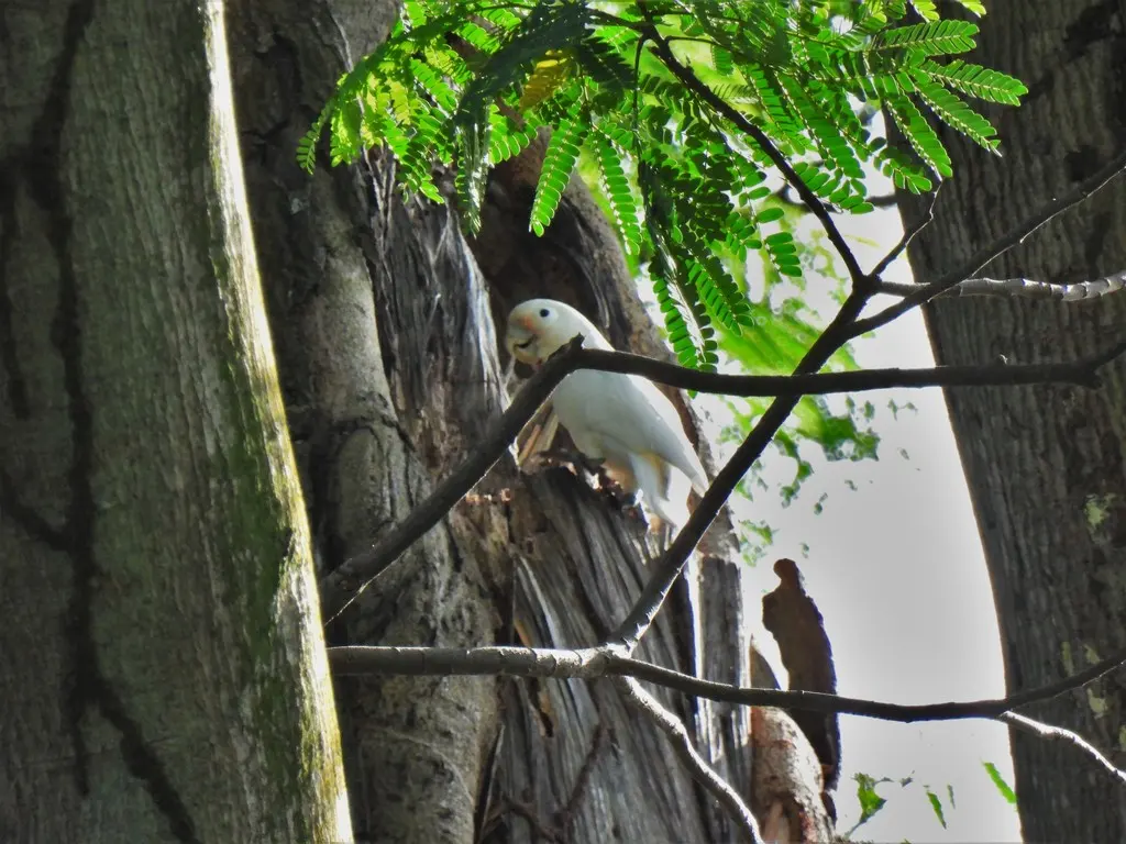 戈氏凤头鹦鹉(Cacatua goffiniana)