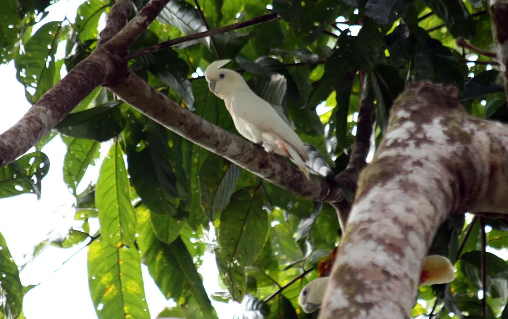 菲律宾凤头鹦鹉（Cacatua haematuropygia）