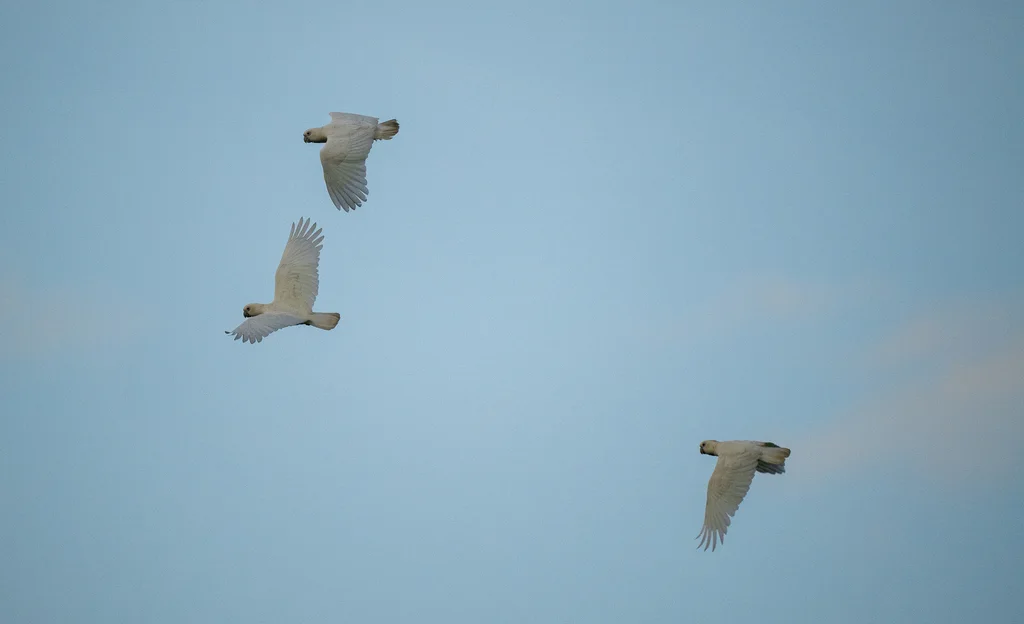 菲律宾凤头鹦鹉（Cacatua haematuropygia）