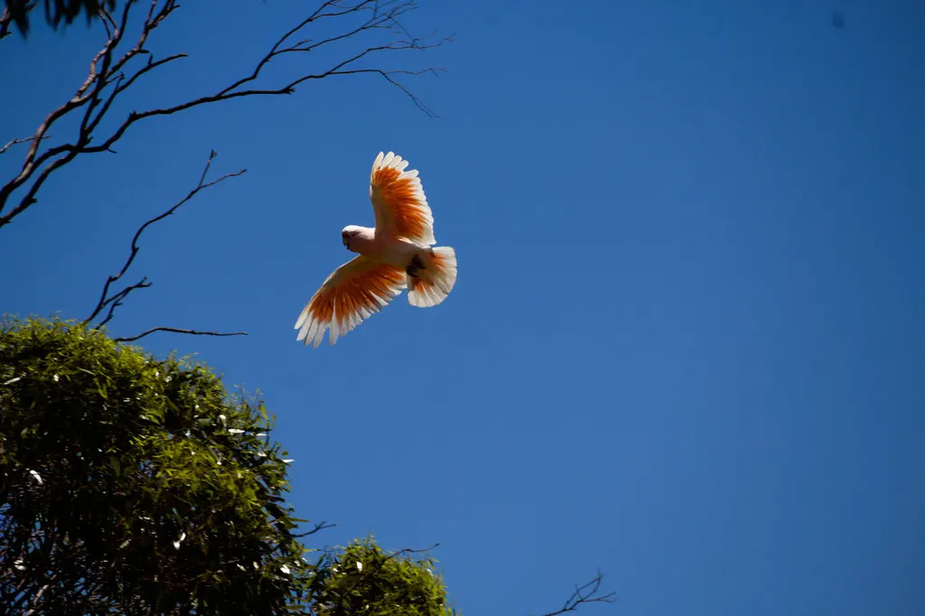 彩冠凤头鹦鹉(Cacatua leadbeateri)