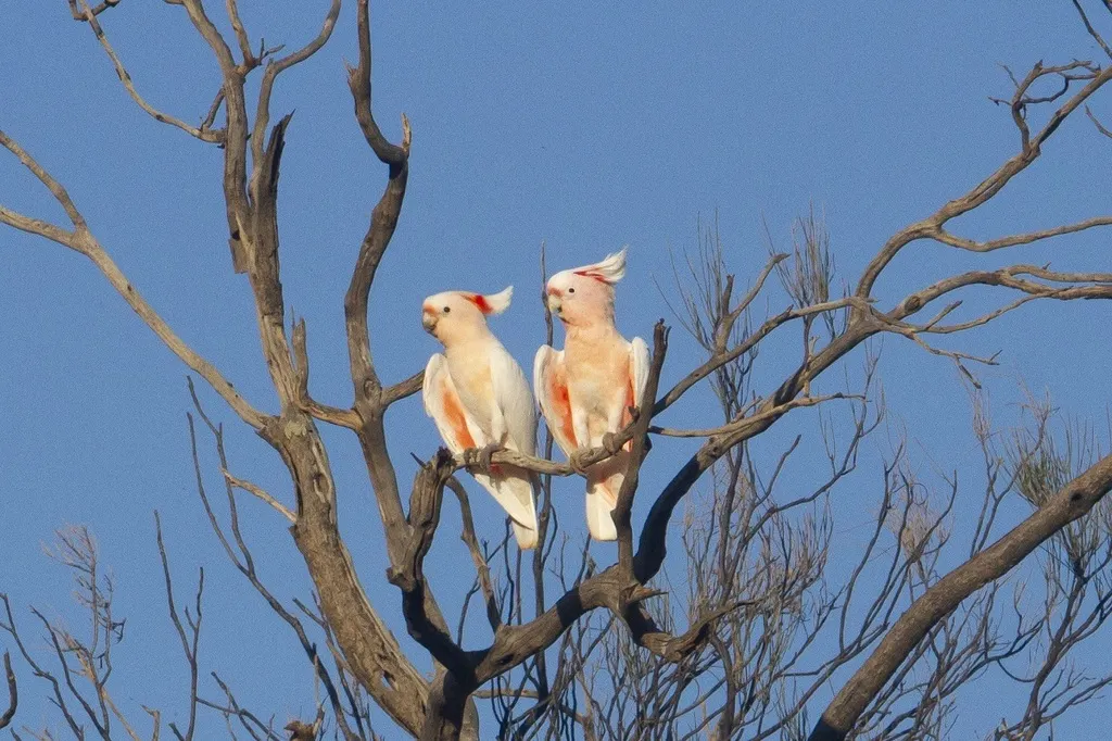 彩冠凤头鹦鹉(Cacatua leadbeateri)