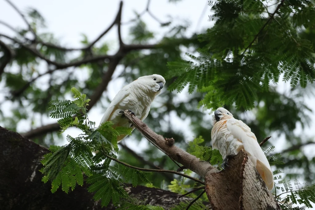 橙冠凤头鹦鹉(Cacatua moluccensis)