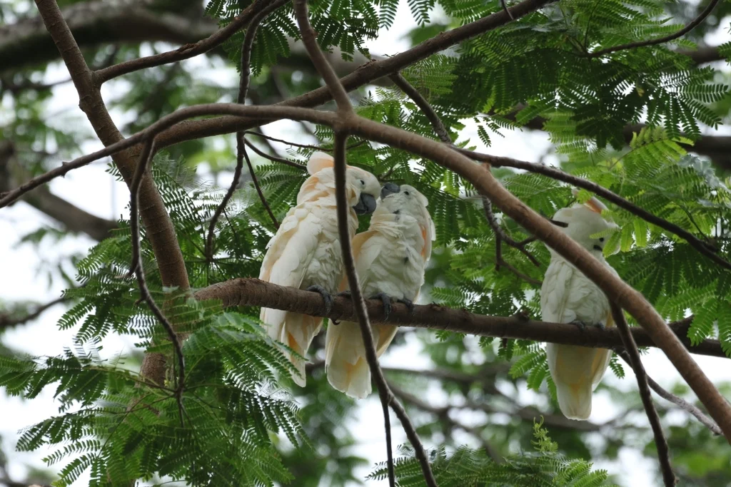 橙冠凤头鹦鹉(Cacatua moluccensis)