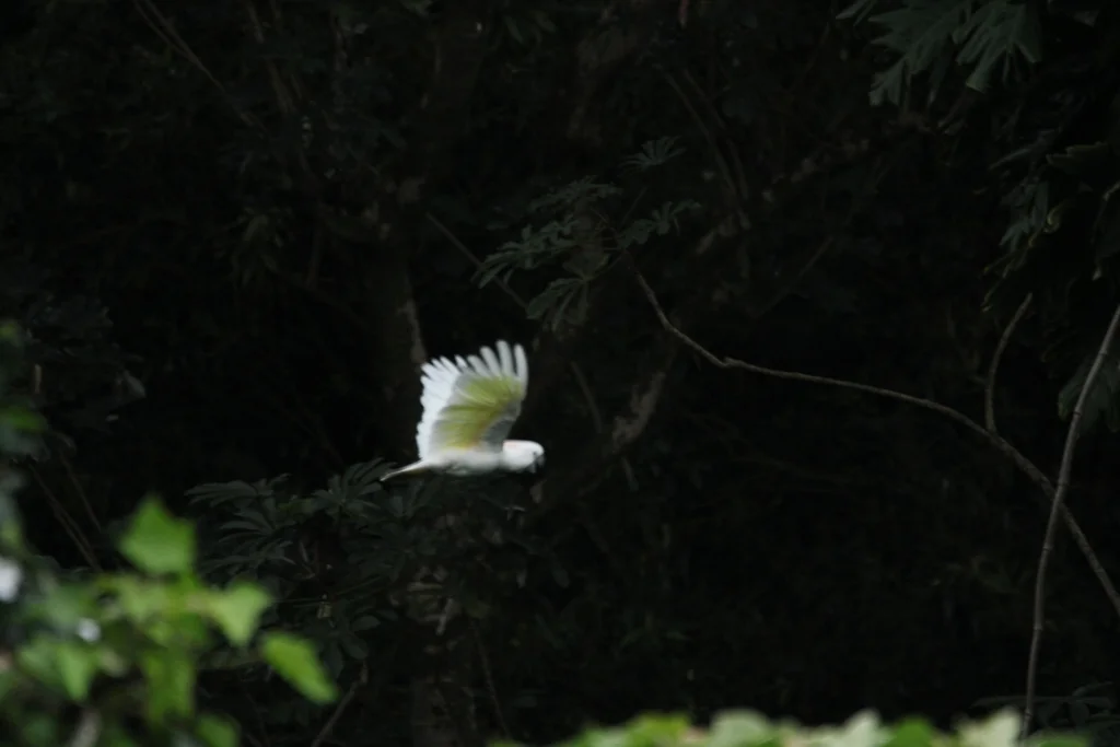 橙冠凤头鹦鹉(Cacatua moluccensis)