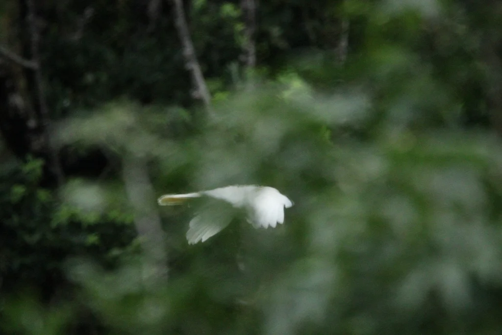 橙冠凤头鹦鹉(Cacatua moluccensis)
