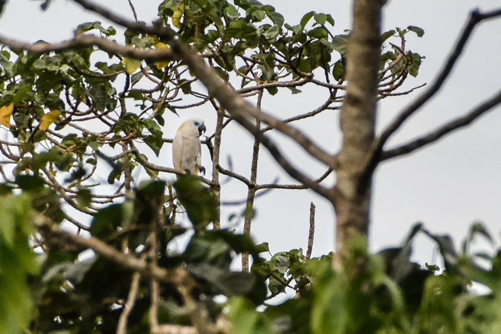 蓝眼凤头鹦鹉（Cacatua ophthalmica）