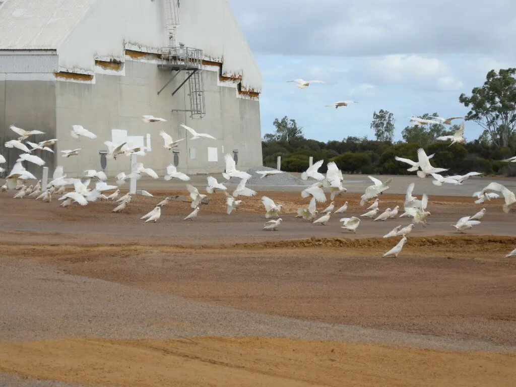 西长嘴凤头鹦鹉(Cacatua pastinator)