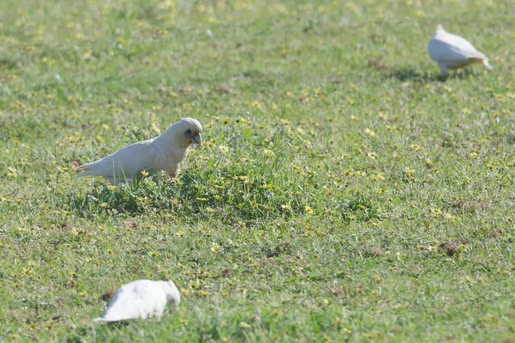 西长嘴凤头鹦鹉(Cacatua pastinator)