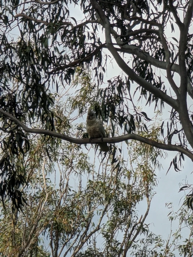 西长嘴凤头鹦鹉(Cacatua pastinator)