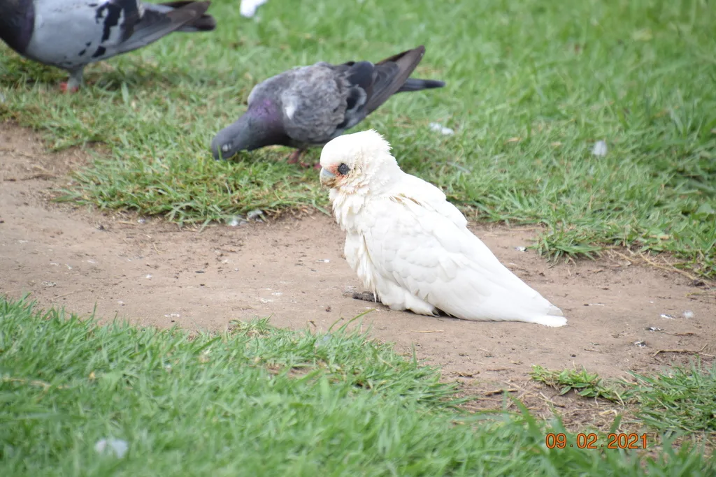 小凤头鹦鹉（Cacatua sanguinea）