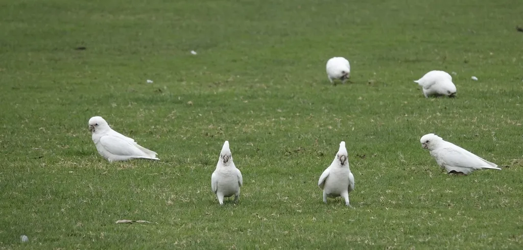 小凤头鹦鹉（Cacatua sanguinea）