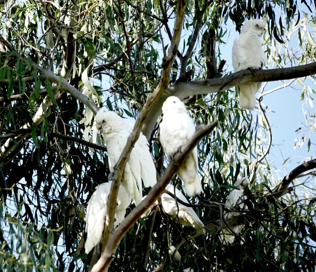 小凤头鹦鹉（Cacatua sanguinea）