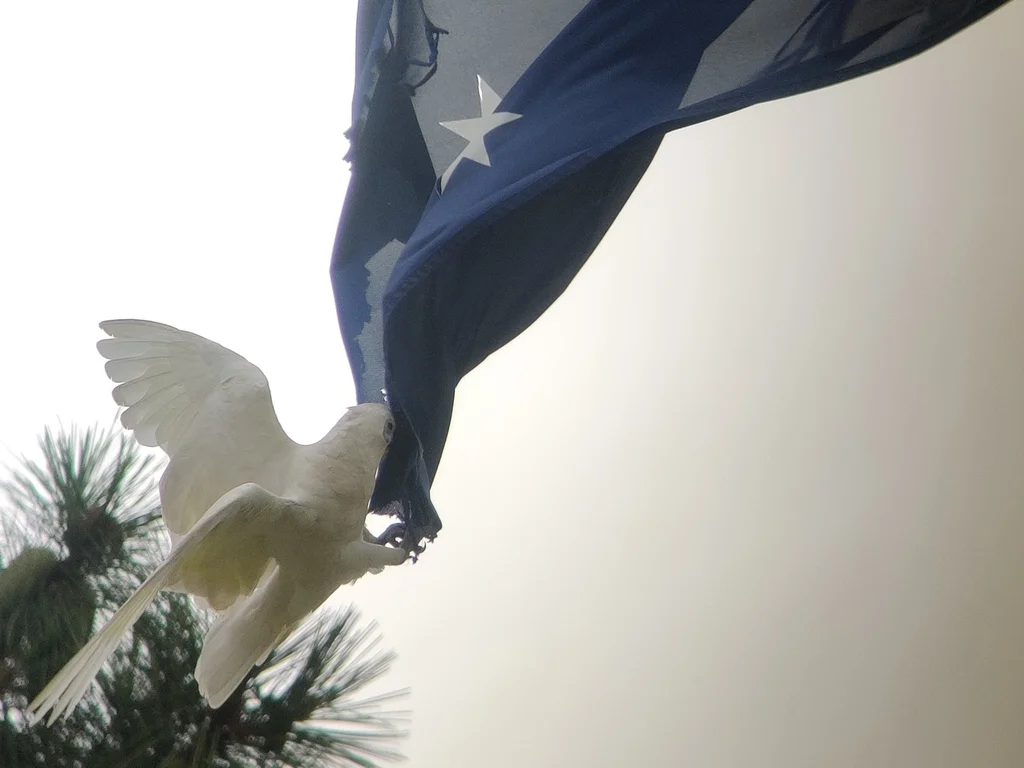 小凤头鹦鹉（Cacatua sanguinea）