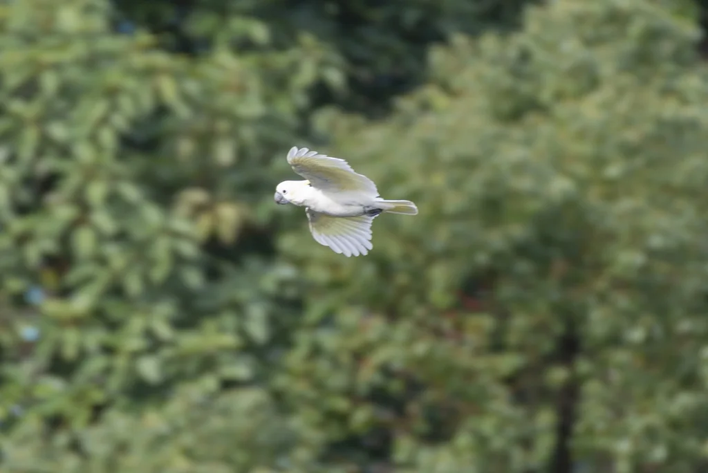 小葵花鹦鹉(Cacatua sulphurea)